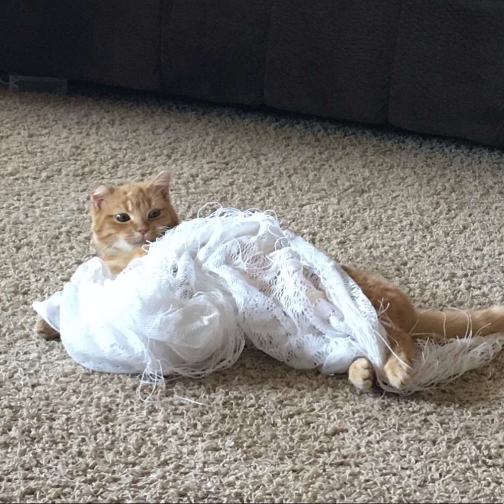 Meet your Posher, Elizabeth